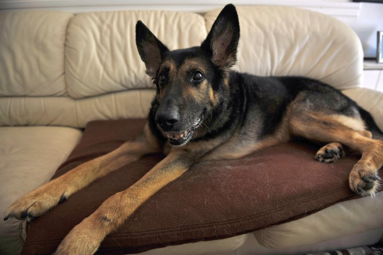GermanShep