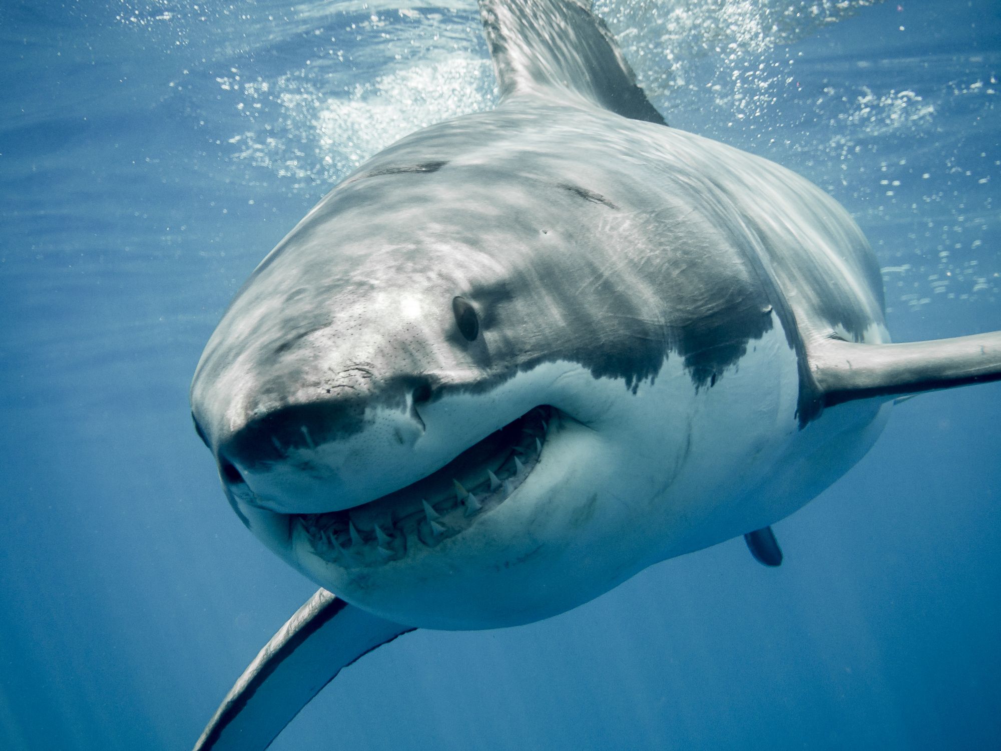 sharkfest deep blue shark pictures with divers